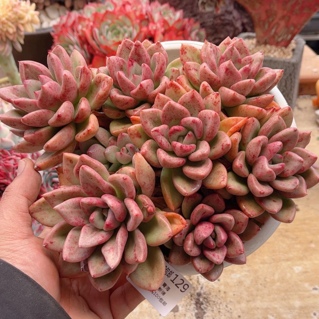 129奶油鳄梨德华多肉