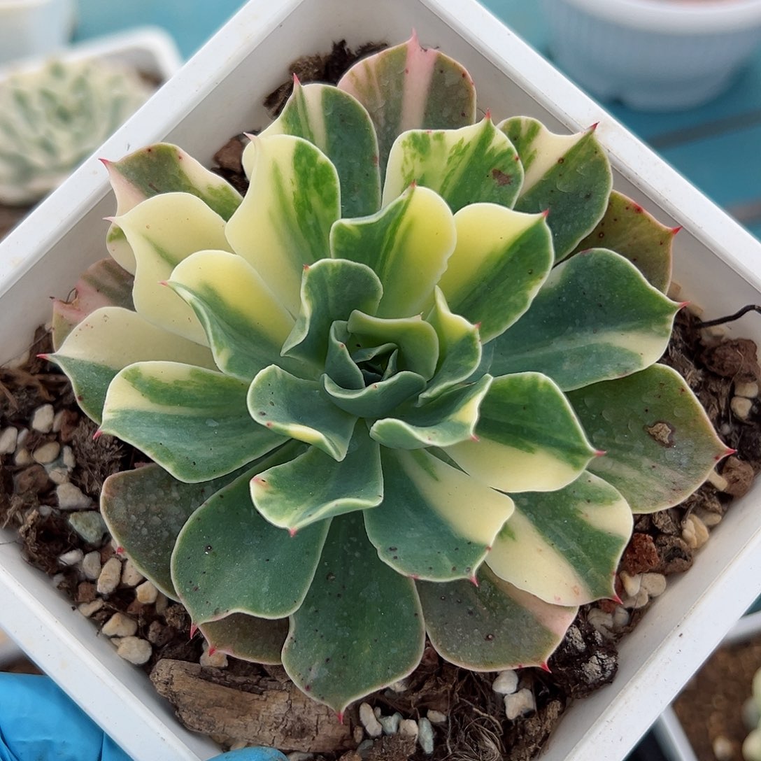 海啸锦，花脸拉丝锦