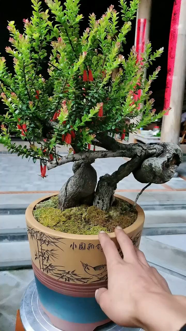 红花米叶五翅梅（树萝卜）