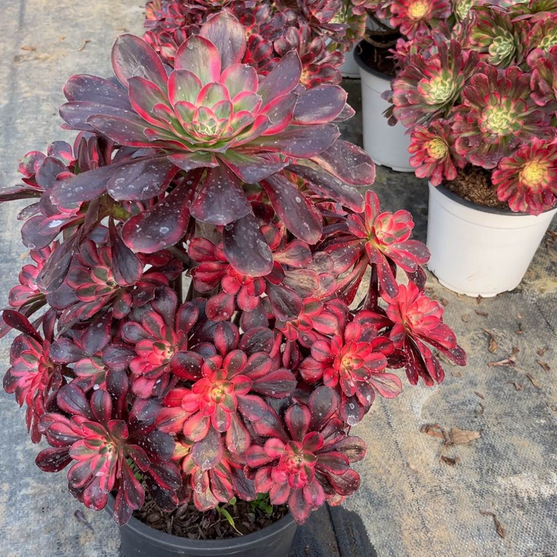 倪**衣33香奈儿精品法师多肉