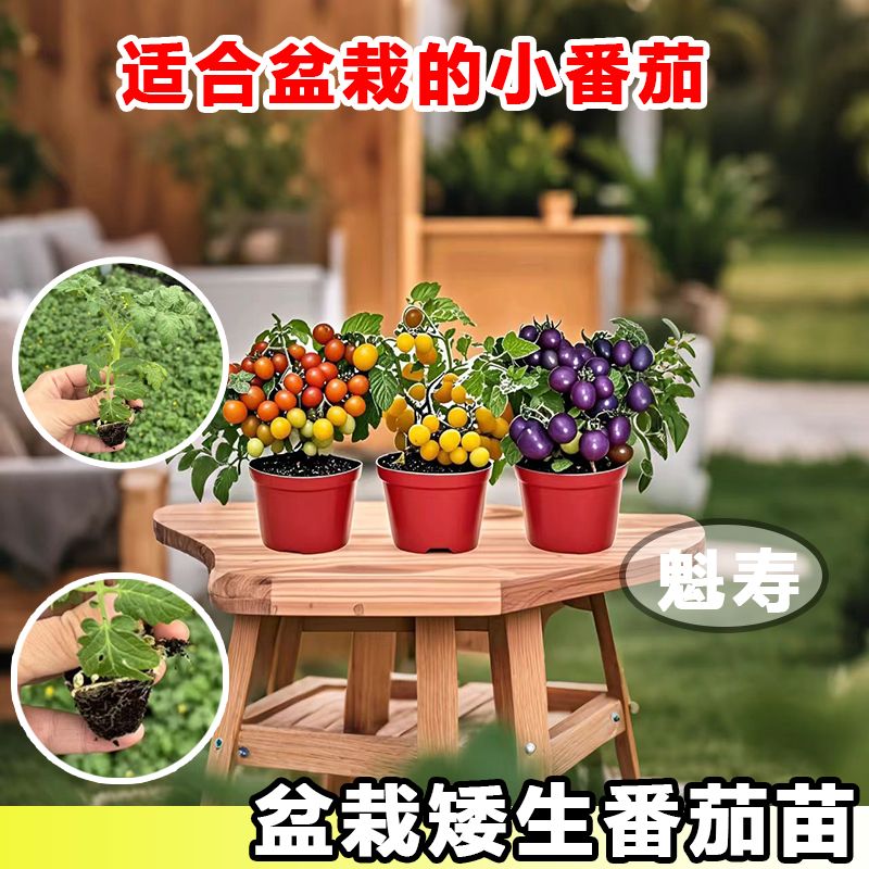 【盆栽番茄苗】矮生番茄秧苗纯甜不酸阳台盆栽植株矮易种植结果多