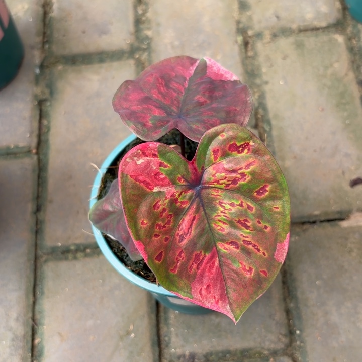 在***野红魔泰国彩叶芋57-0802