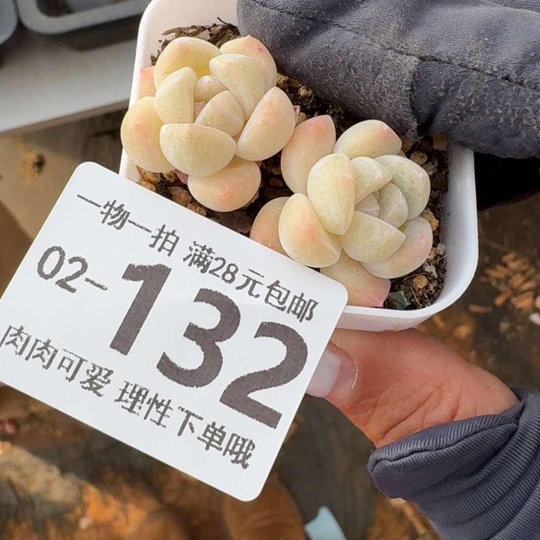 冰玉无盆土发货无