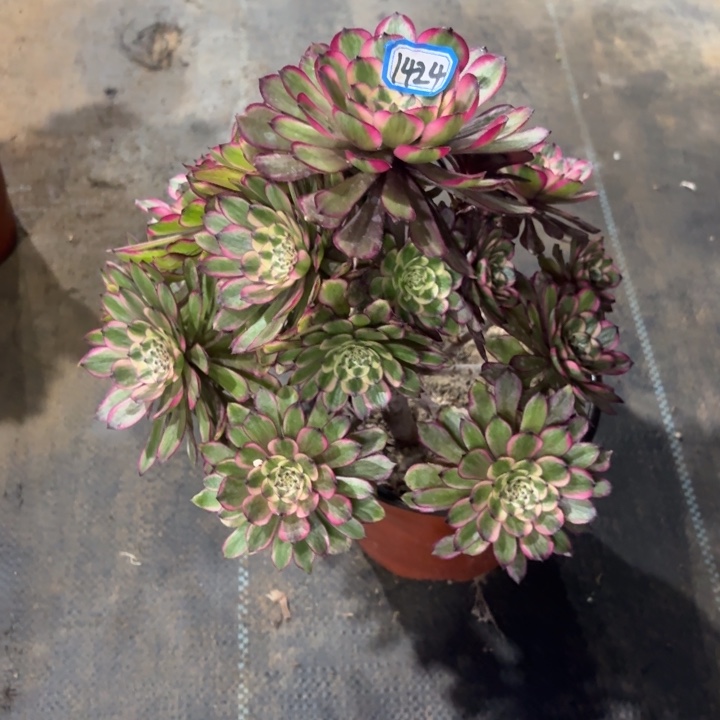 奥黛丽法师多肉1424