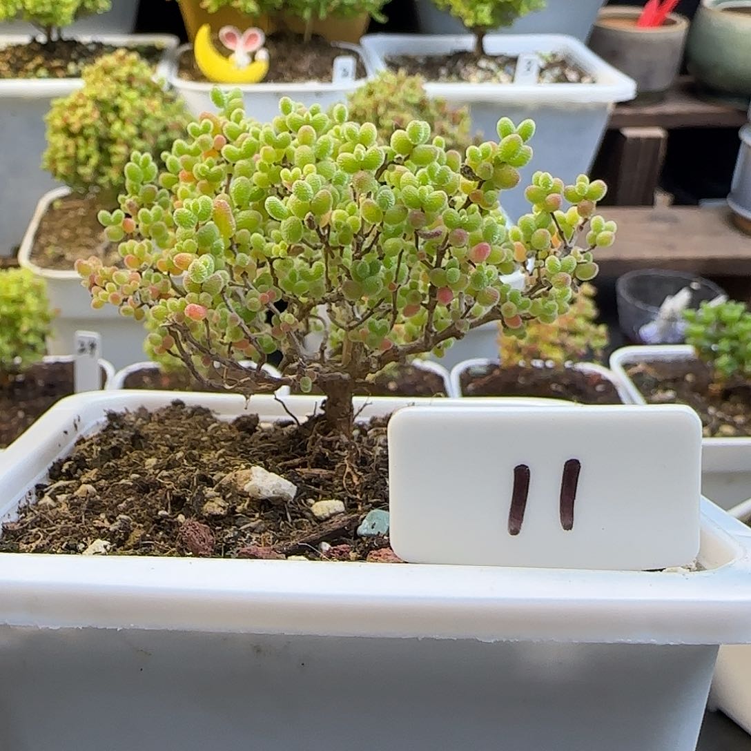 蜜橘糖球枝干番杏