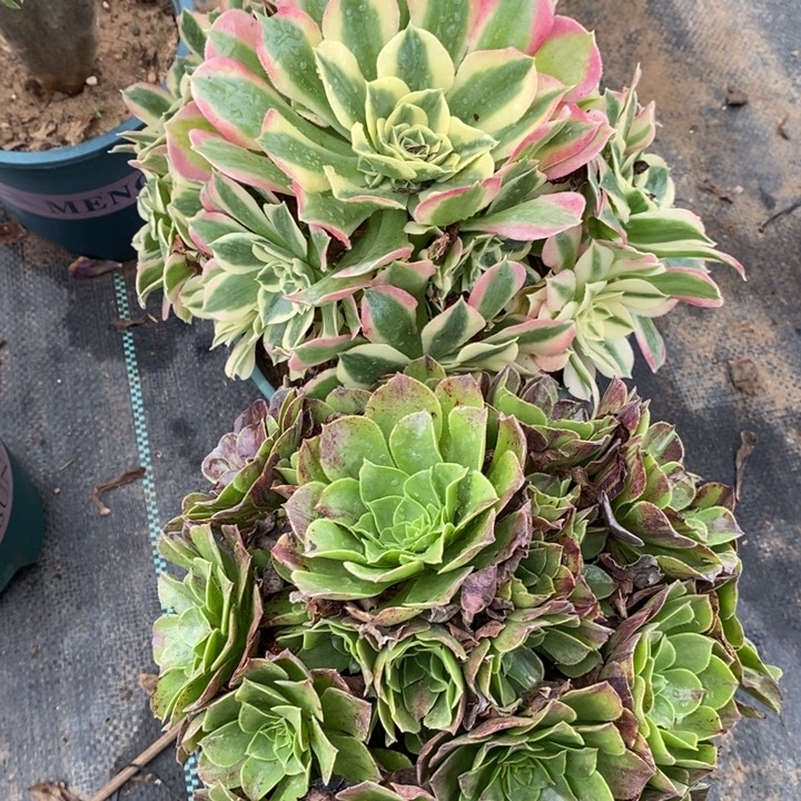 雨花石断枝➕花月夜6多肉植物法师法师