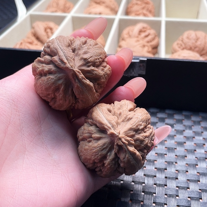 富***！霸王龙核桃尺寸41+