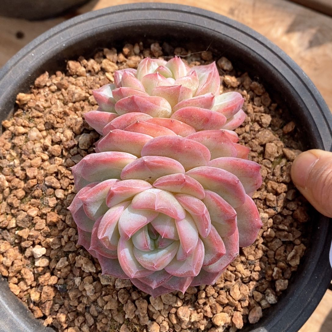 精品多肉一物一拍不包整137