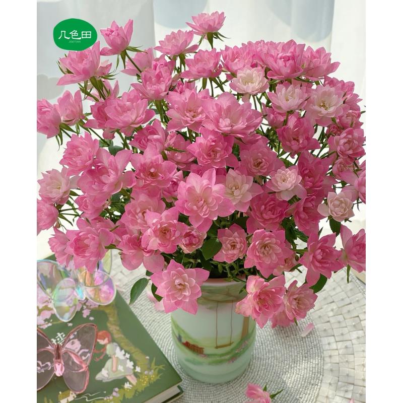 天荷繁星----稀有多头玫瑰云南直发鲜花云南花插花鲜花 