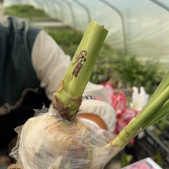 滑稽演员6.5-7厘米带7侧芽