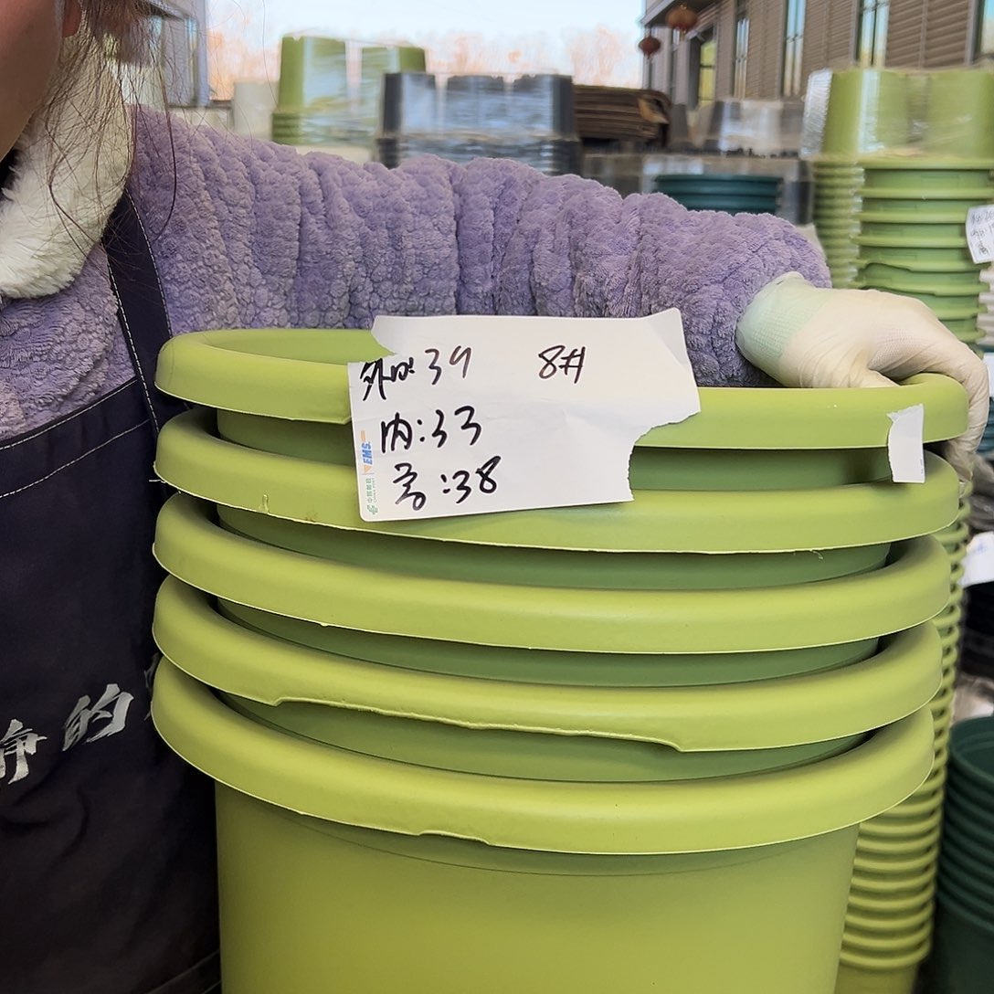 瑕疵四季盆8#果绿5个无托