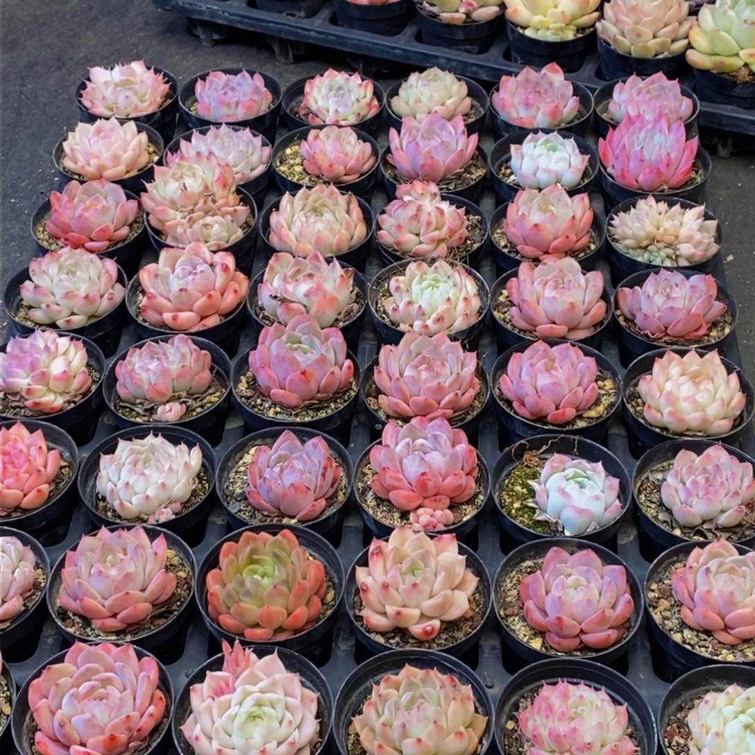 082多人受伤我在这里等