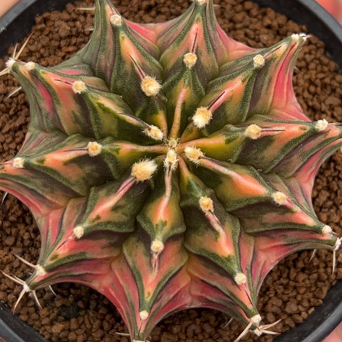 泰系实生肋骨锦573