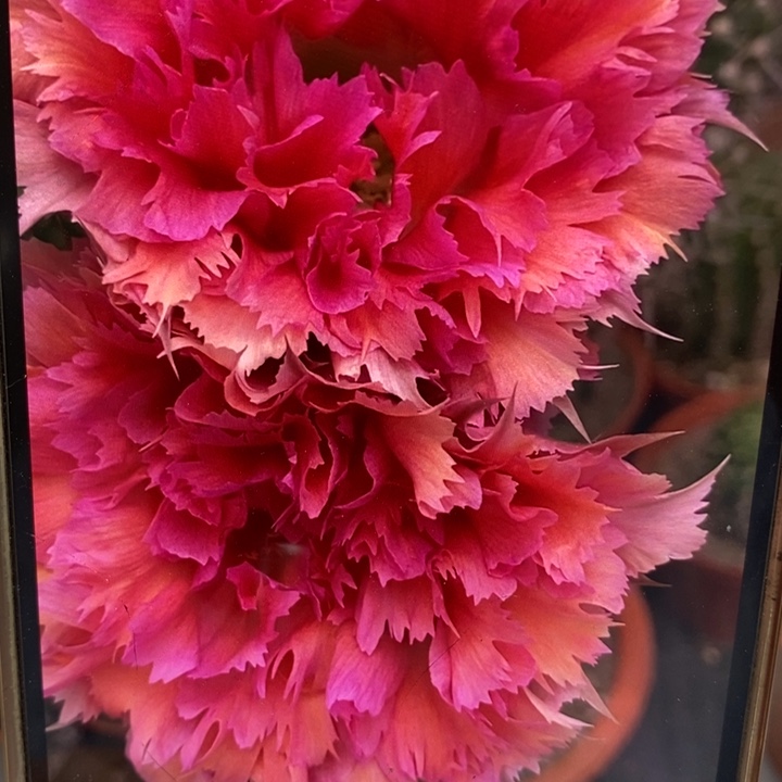 彩草羽毛2号侧芽4公分左右