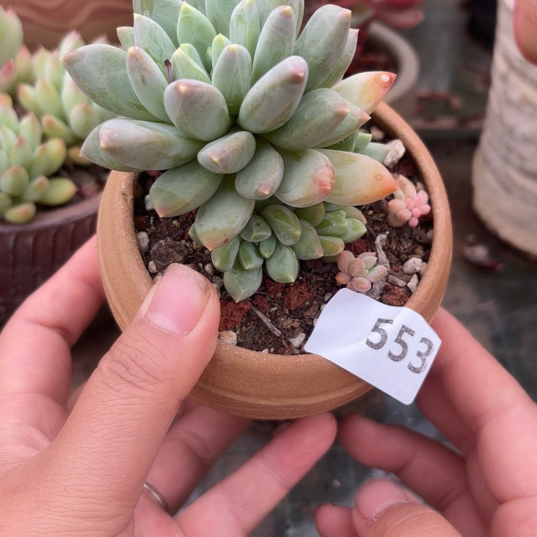 厚叶草。 553。  11111111