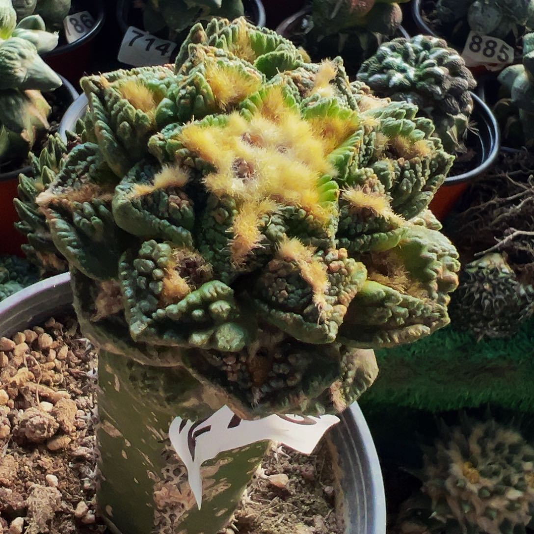 无花朵隔尤龟甲牡丹276