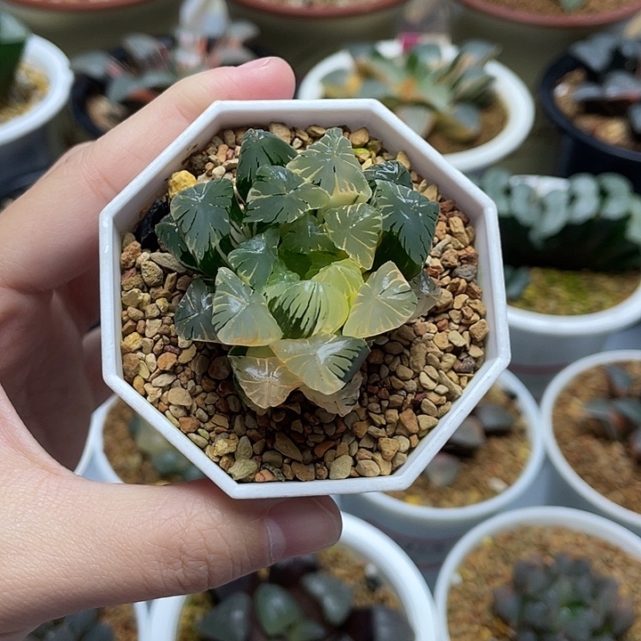 6  广赖玉露锦十二卷多肉