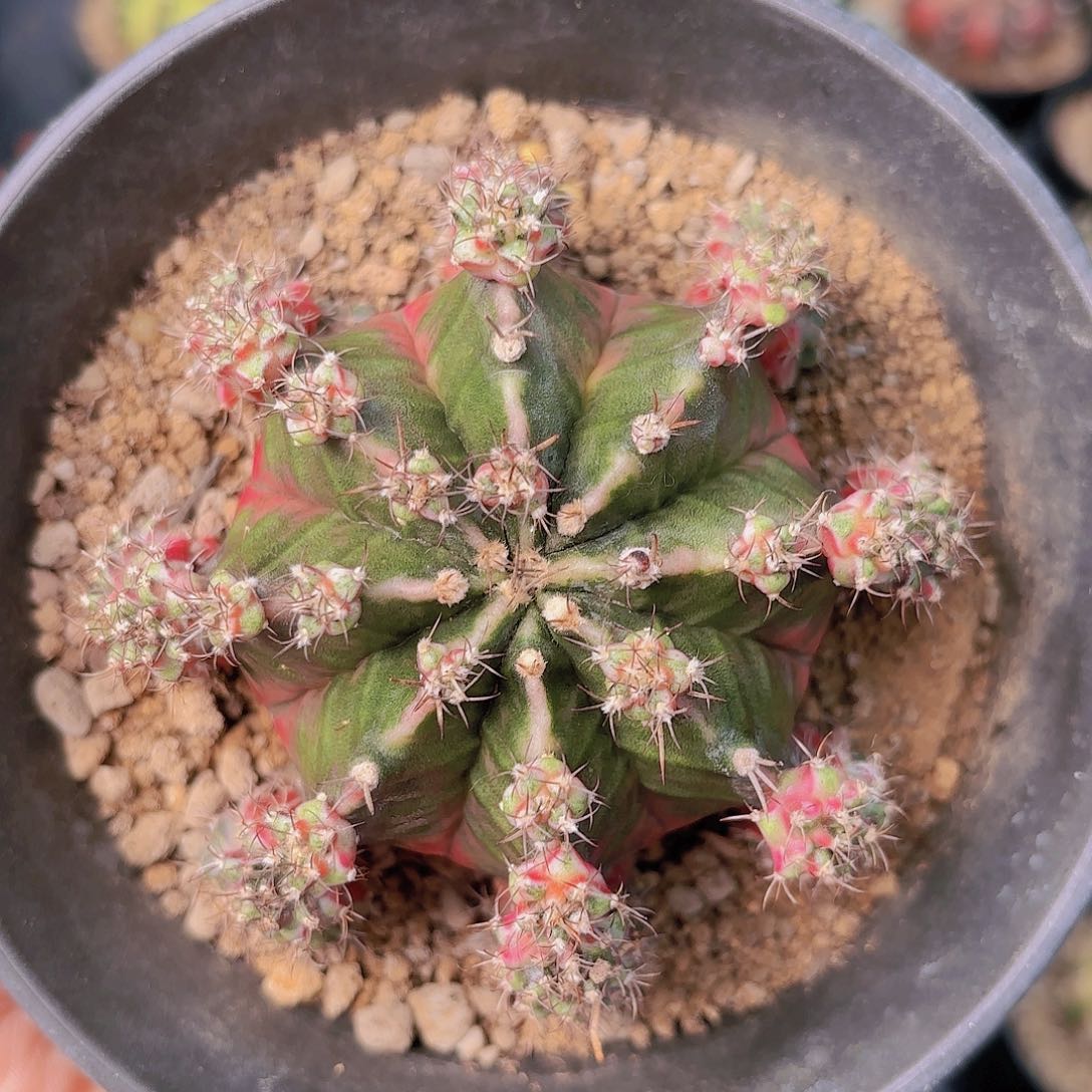 泰系米哈母本仙人球