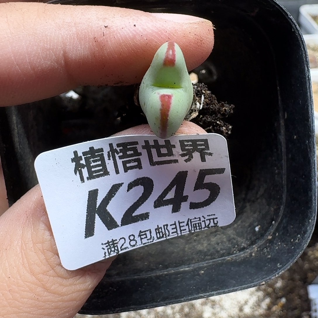 多肉植物的润泽fgb