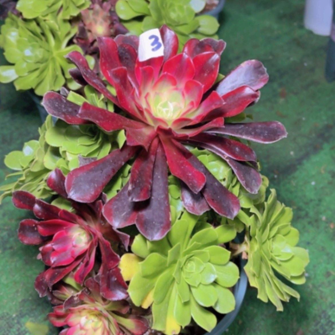 【闪购商品】3嫁接多肉法师