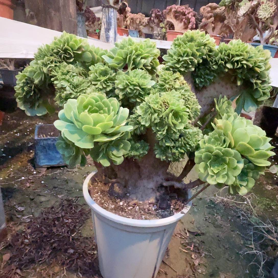 【闪购商品】全部花朵绿羊绒