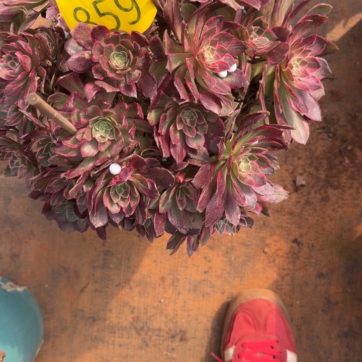 石***哥哈哈多肉葡萄福利859