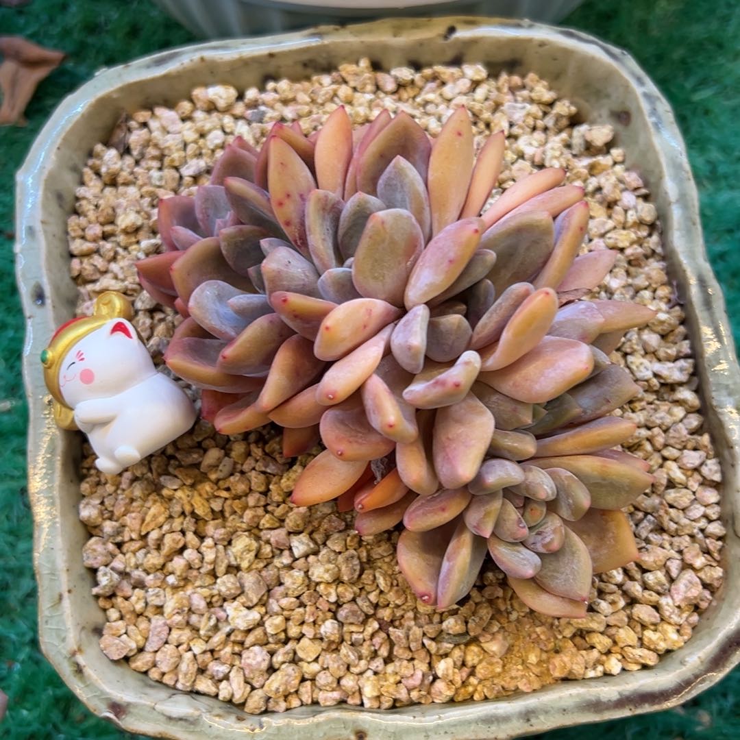 奥橙缀化，，，，，，，，，，，，，，，，