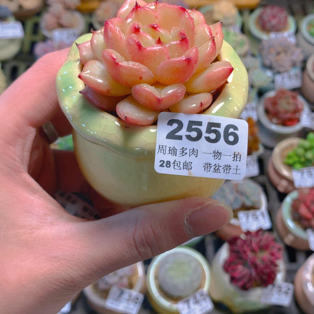 5厘米盆精控多肉2556