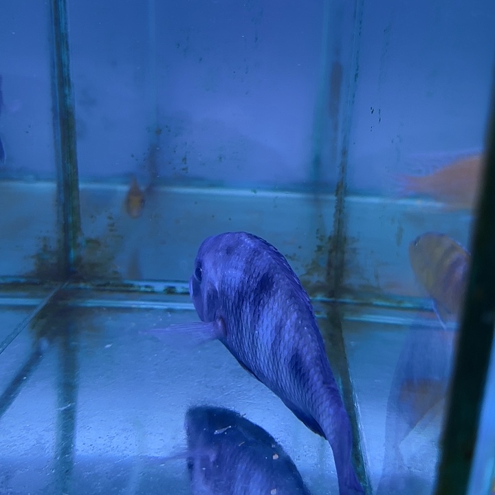 可***用慈鲷鱼161号1111111111