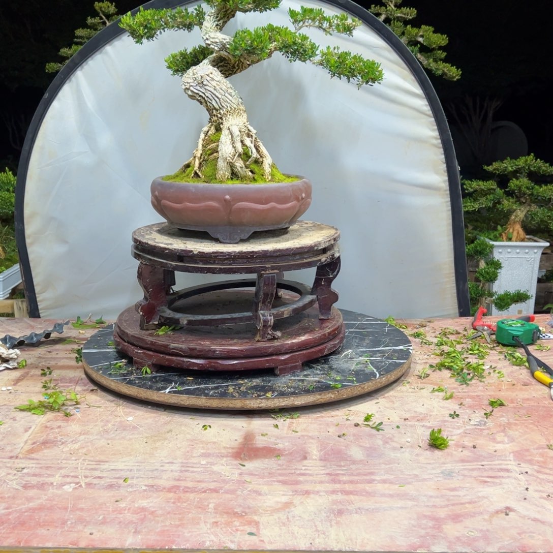 大***V无花朵广东皱皮雀舌黄杨