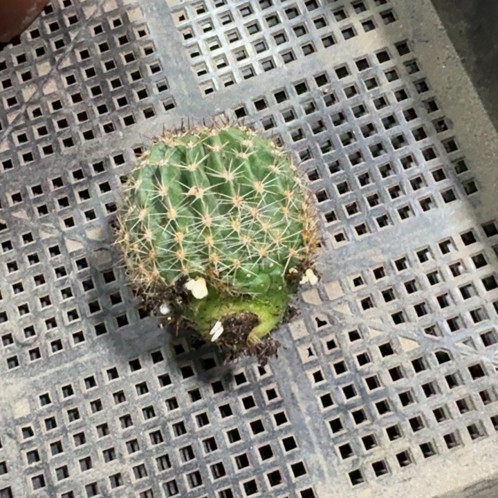 花***楼金盏侧芽一颗开花美