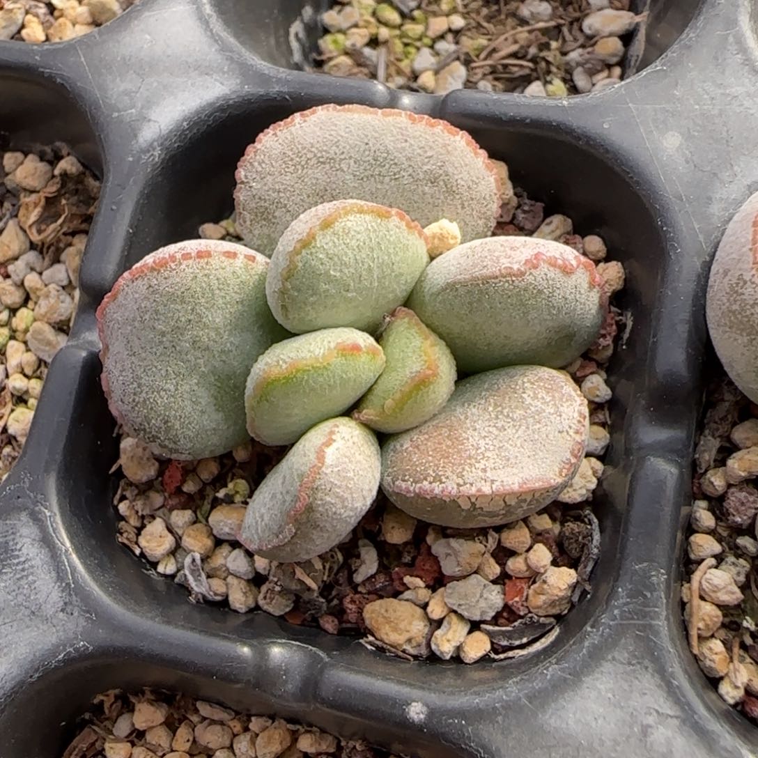 水泡多肉植物水泡