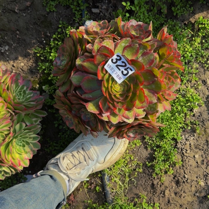 火狐花27-12包邮花花