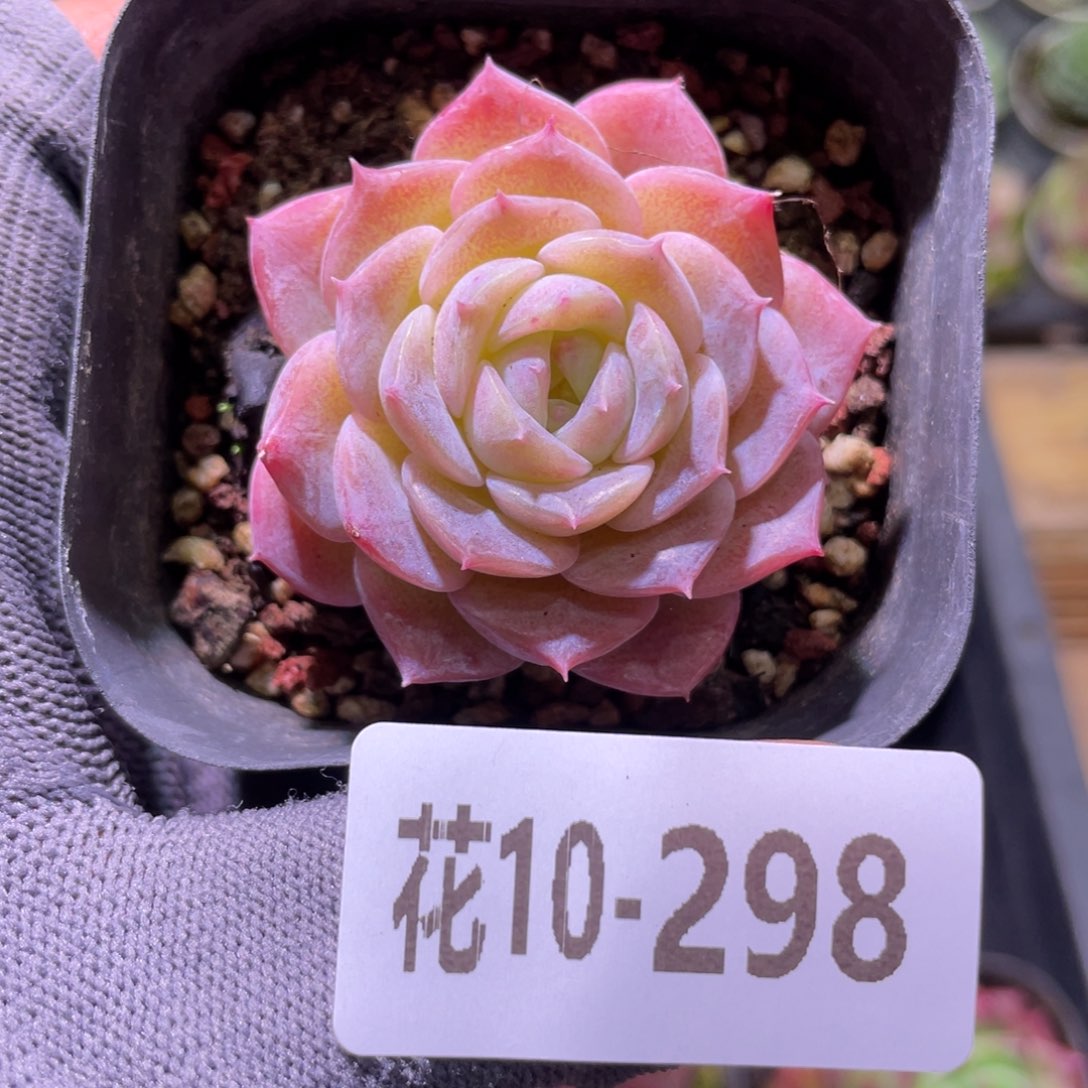 花利美10-298纯爱