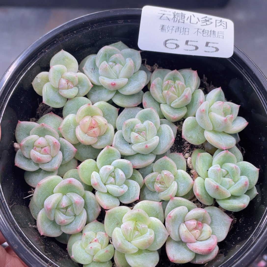 云糖心多肉植物655