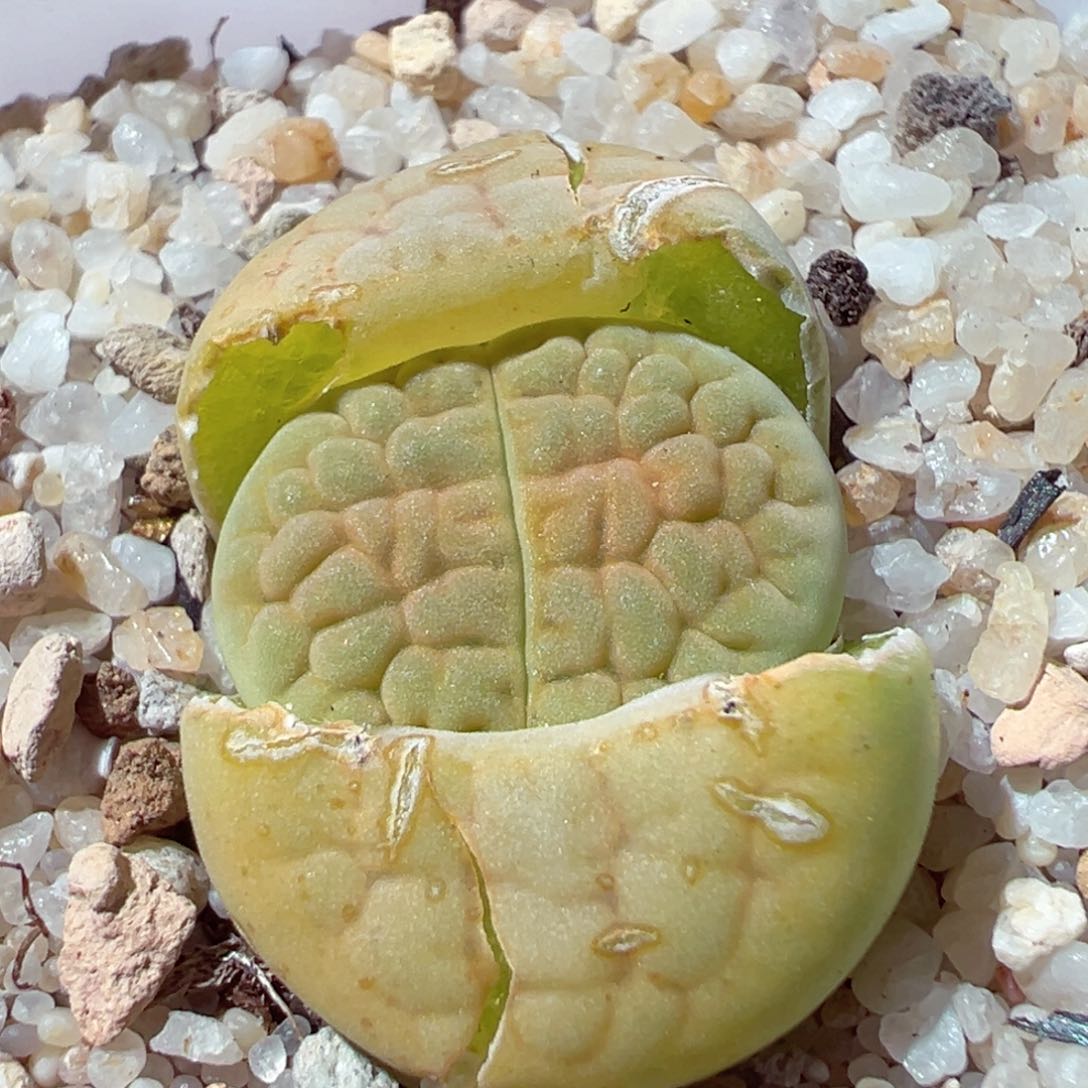 115-442.多肉黄富贵