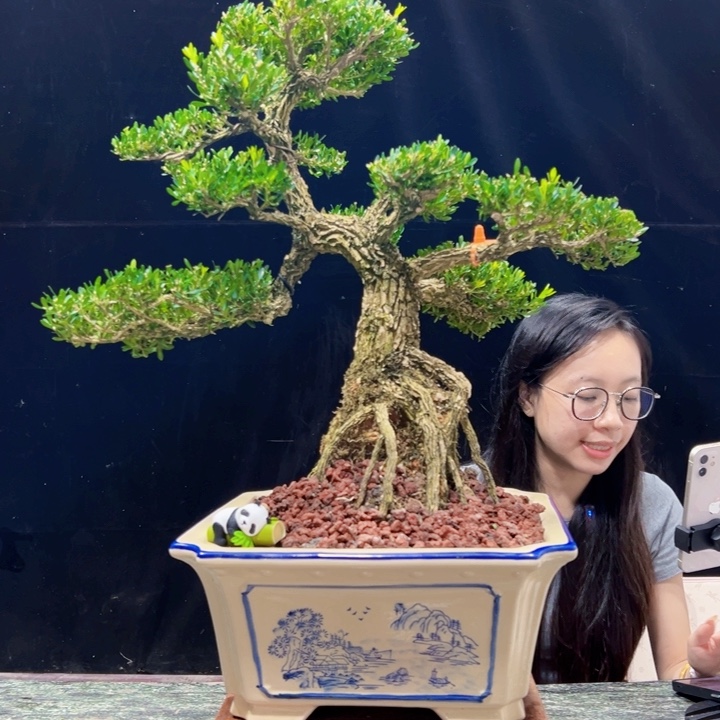 无花朵皱皮黄杨四季常绿