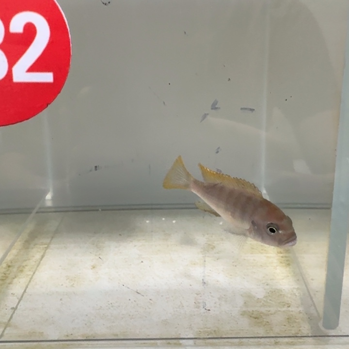 海水232号蓬勃斑马母鱼