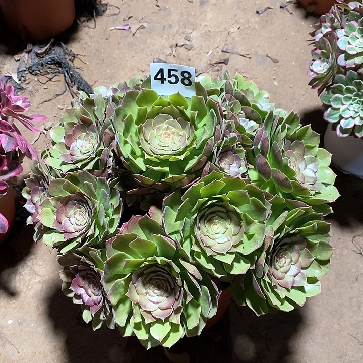 法师植物12345678