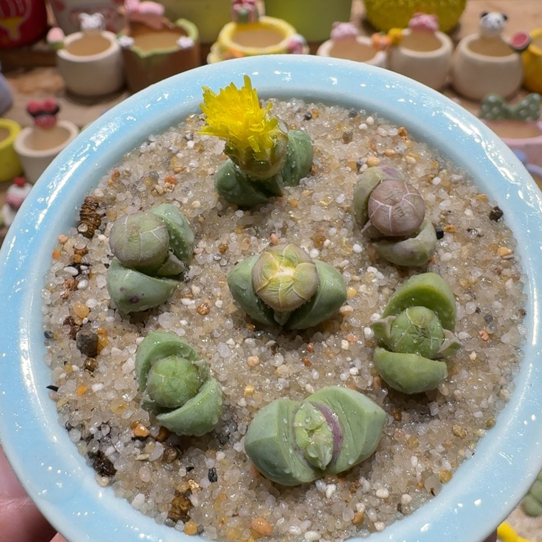 蘑菇1319金陵多肉植物