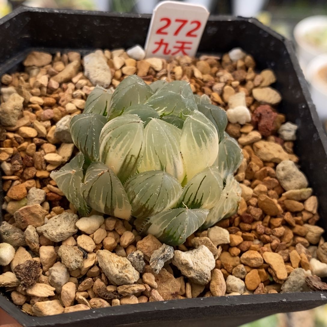 272号巨大赤线玉露锦带盆