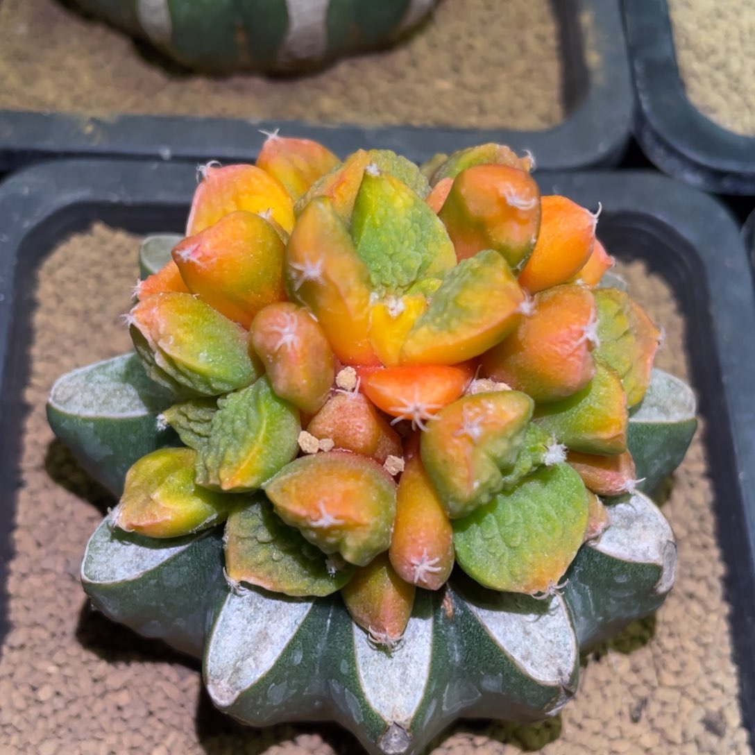 手捧花 菜花牡丹锦群体 仙人球