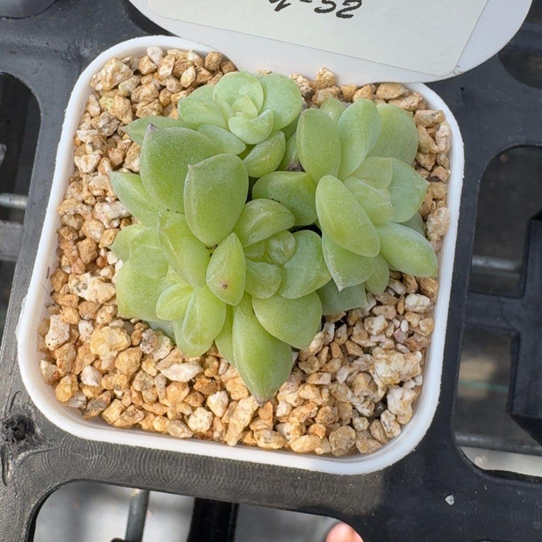 0807-52-晴岚四4头