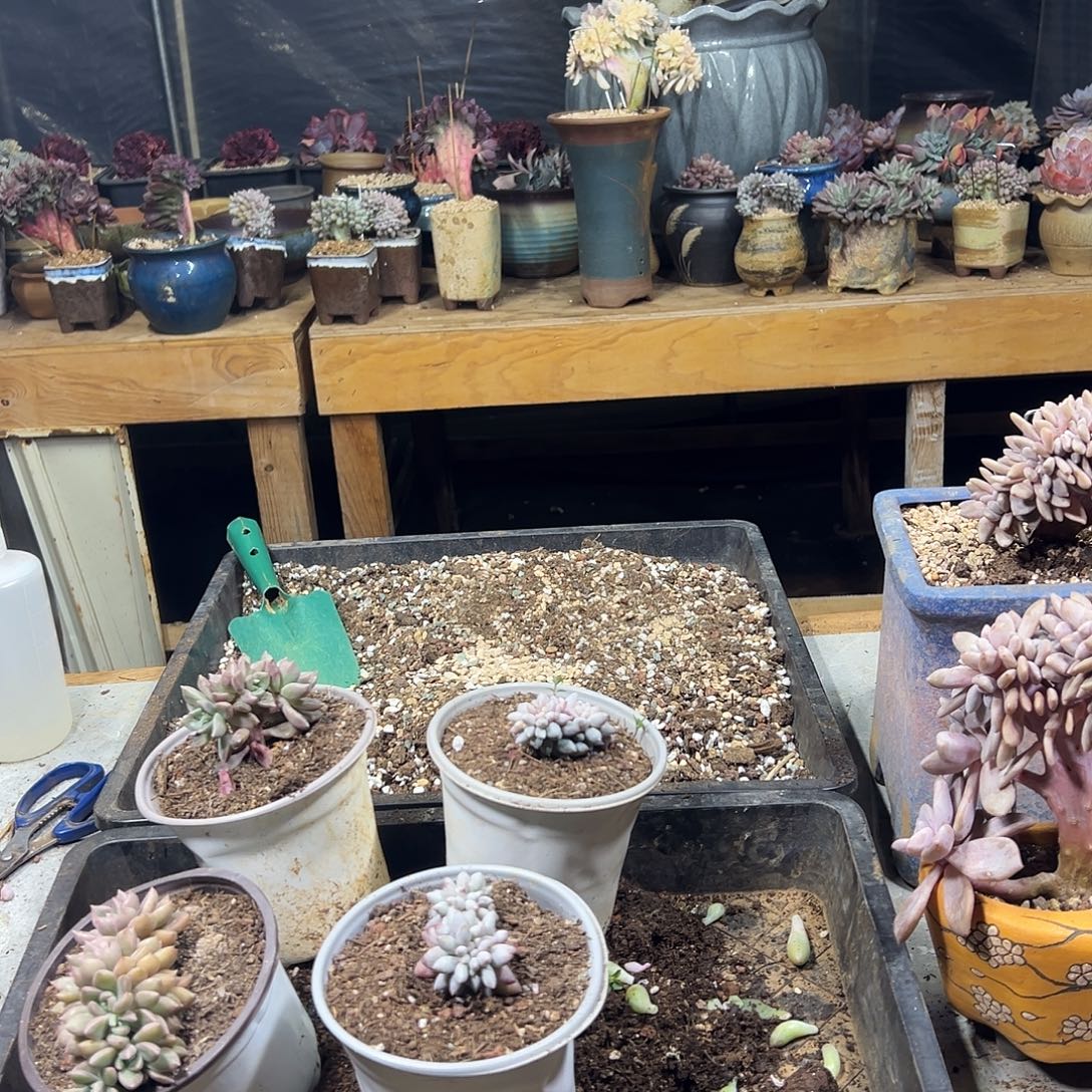 真***多肉植物实物直播实物17