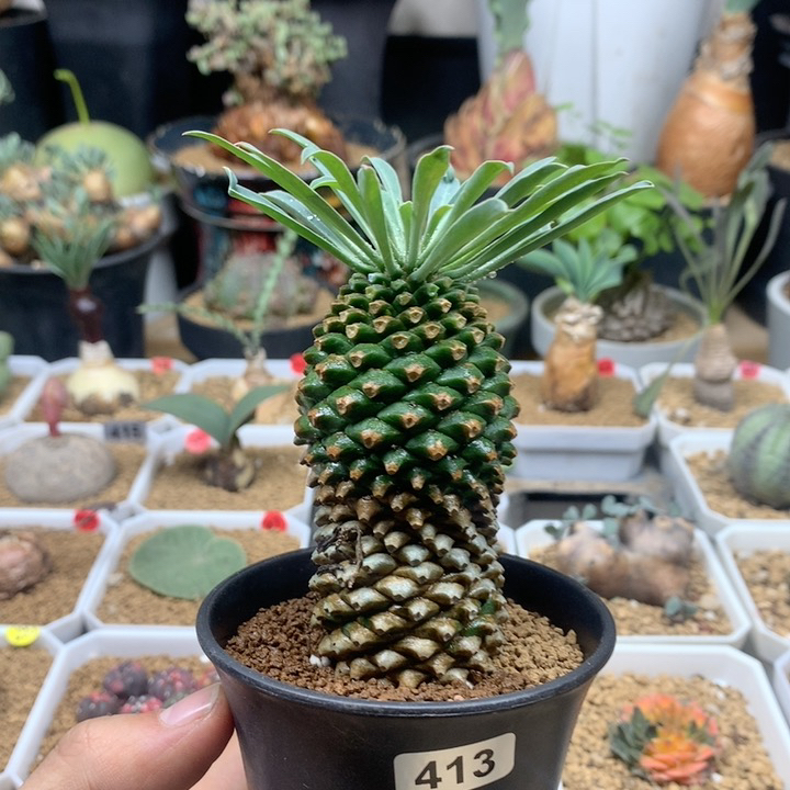 铁甲麒麟大戟带盆143