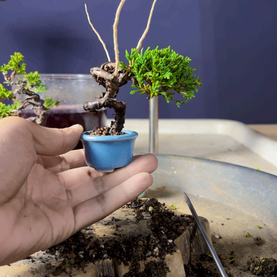 嘻***爸无花朵盆景111111111111111