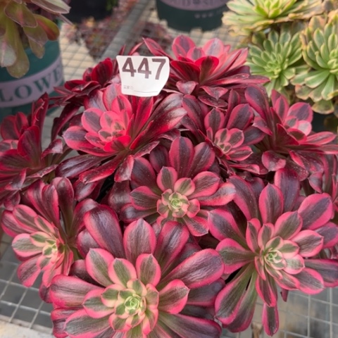 447美杜莎朵朵25厘米左右有断枝