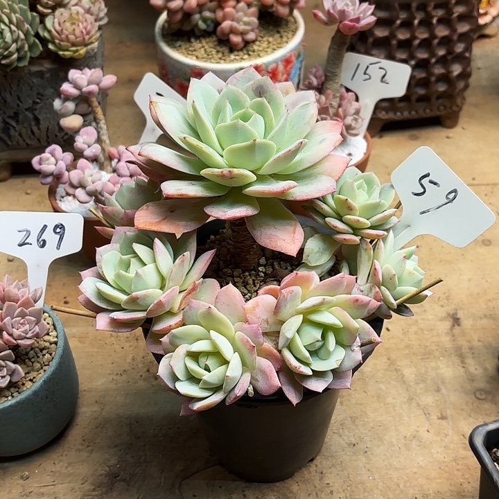 多肉植物，恋曲59号