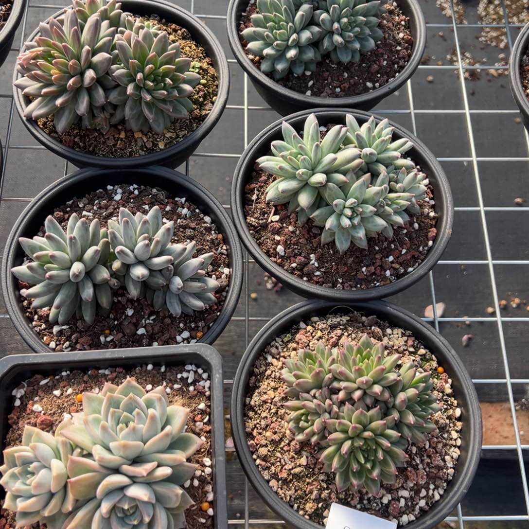 张***姐3649一筐6棵不包整