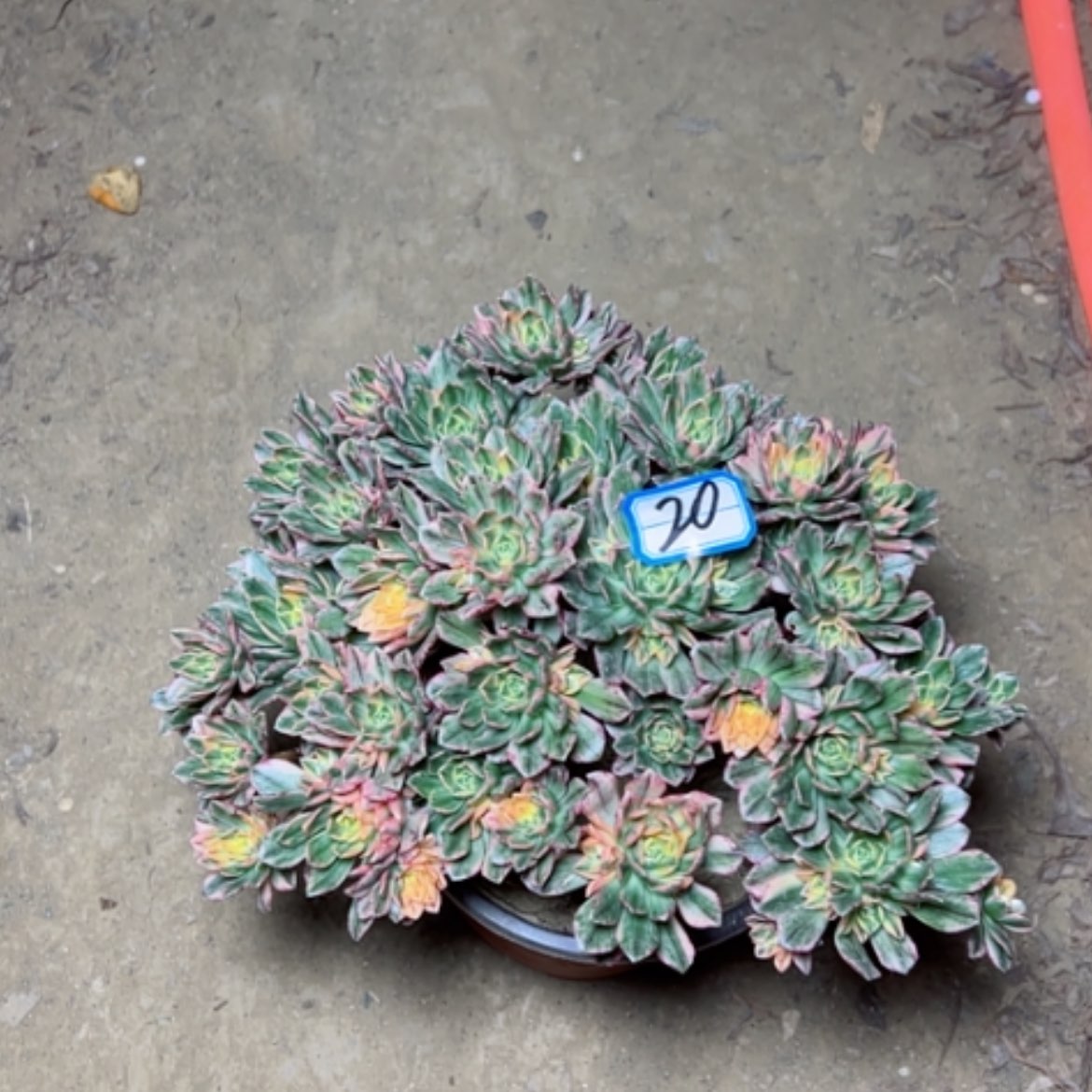 【闪购商品】多肉植物甜茶20